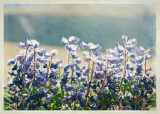 A different edit of the lupines