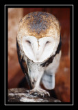 Cheyenne (barn owl)