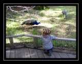 Chit chatting with the peacocks