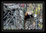Red panda at the National Zoo