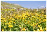 Field of bush sunflowers