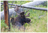 Moose on the Blacktail Plateau