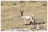 Pronghorn