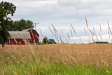 Amber waves of grass