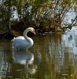 Swan in fall
