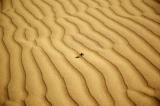 Desert dung beetle