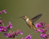Rufous Hummingbird