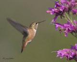 Rufous Hummingbird