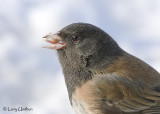 Oregon Junco