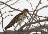 Coopers Hawk