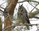 Long-eared Owl