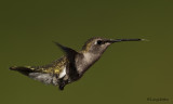 Black-chinned Hummingbird (Female)