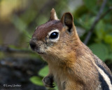 Ground Squirrel