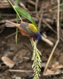 Painted Bunting