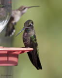 Magnificent Hummingbird