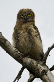 Great Horned Owl (Fledgling)
