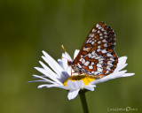 Checkerspot Butterfly