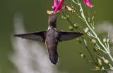 Rufous Hummingbird