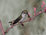 Black-chinned Hummingbird