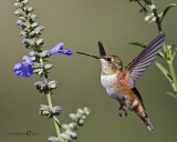 Rufous Hummingbird