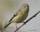 Ruby-crowned Kinglet