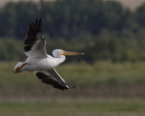 American White Pelican