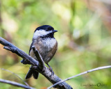 Black-capped Chickadee