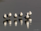 Ring-billed Gulls