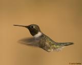 Black-chinned Hummingbird