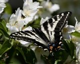 Pale Tiger Swallowtail