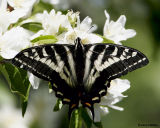 Pale Tiger Swallowtail