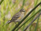 Yellow-rumped Warbler