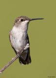 Black-chinned Hummingbird