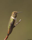 Rufous Hummingbird