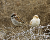 Leucistic House Sparrow