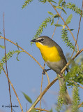 Yellow-breasted Chat