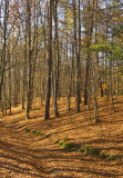 Beech Forest