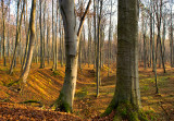 Beech Woods And Glens