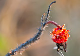 Rose Hip November