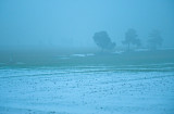 Three Pines At Foggy Evening