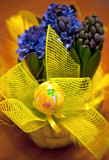 Hyacinth Decoration