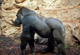 Gorilla MTong