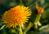 Time Of Dandelions