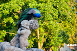 Peacock On A Statue