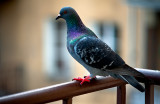 Pigeon On The Balustrade