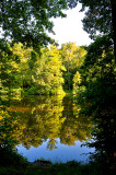 Pond In The Woods