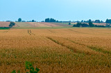 Summer Fields