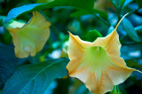 Sweet Fragrance Flowers