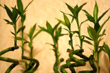 Feng Shui Lucky Bamboo