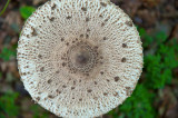 Parasol Mushroom